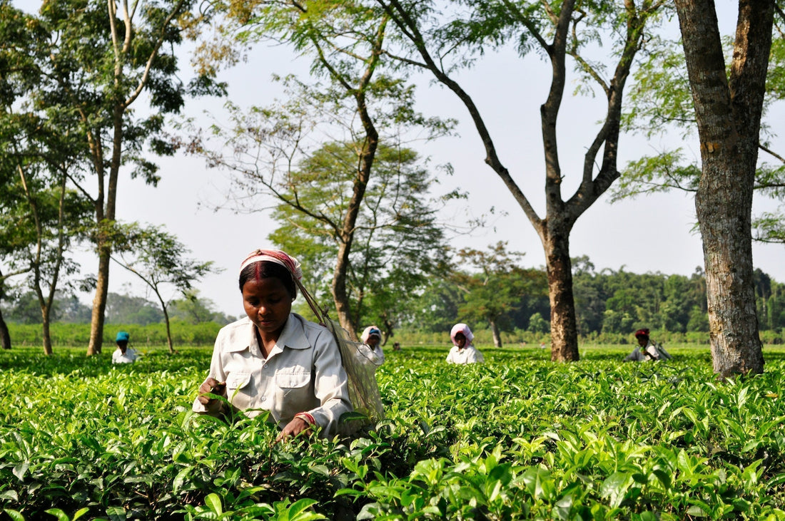 Tea Garden in Assam, India
