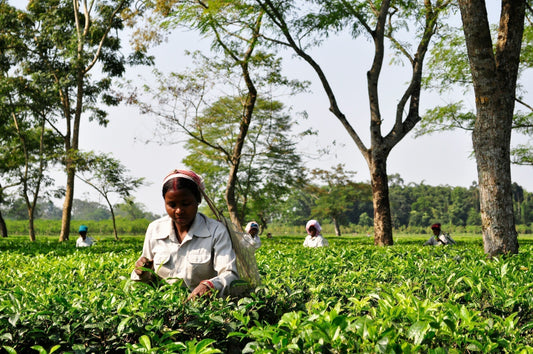 Tea Garden in Assam, India